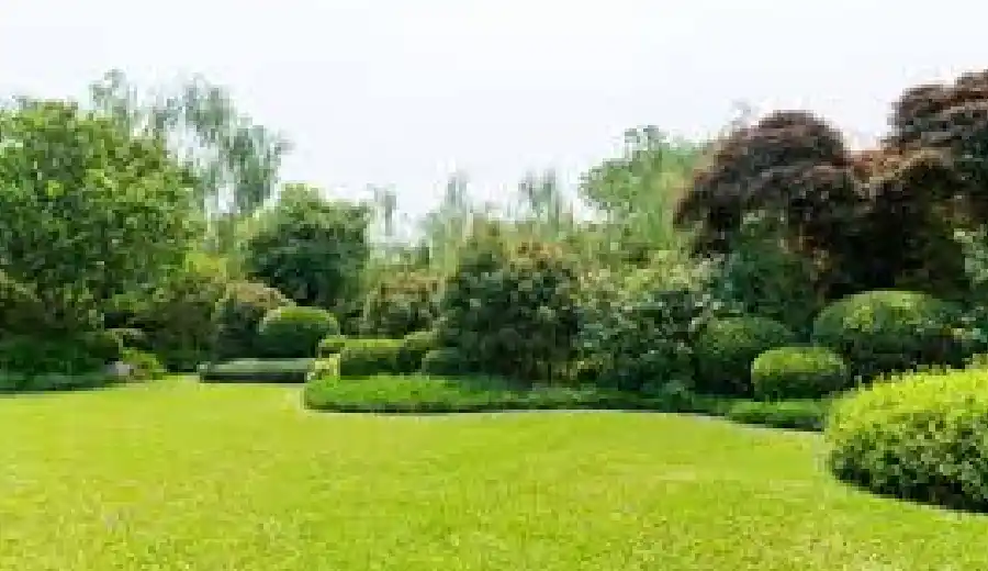 Lush Green Garden